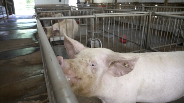 Meet some of the purest pigs in the world, bred to grow kidneys and hearts for the benefit of humans